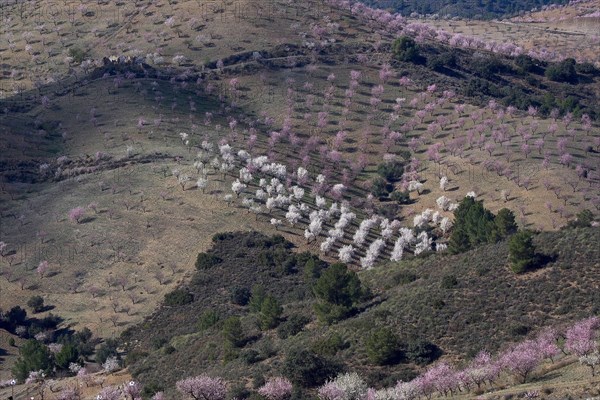 Valley of a blossoming almond plantation