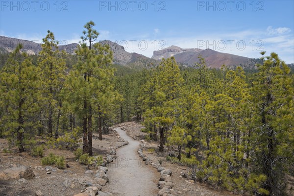 Hiking trail between canary island pines