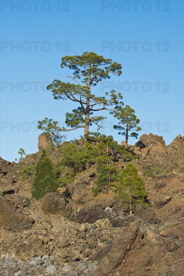 Canary island pines