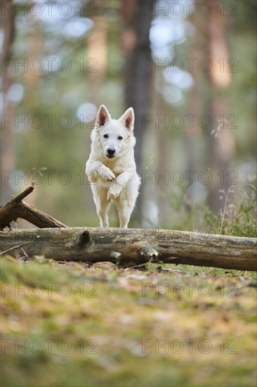 White Swiss Shepherd Dog