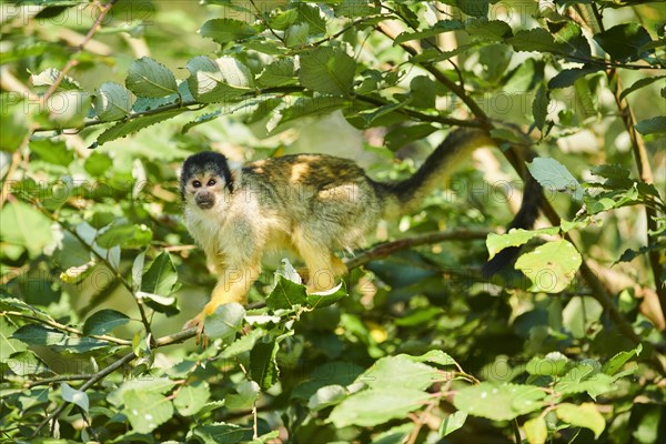 Common squirrel monkey