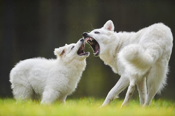 White Swiss Shepherd Dog