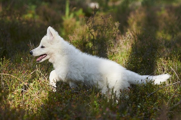 White Swiss Shepherd Dog