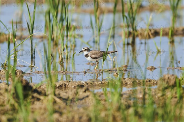 Common ringed plover