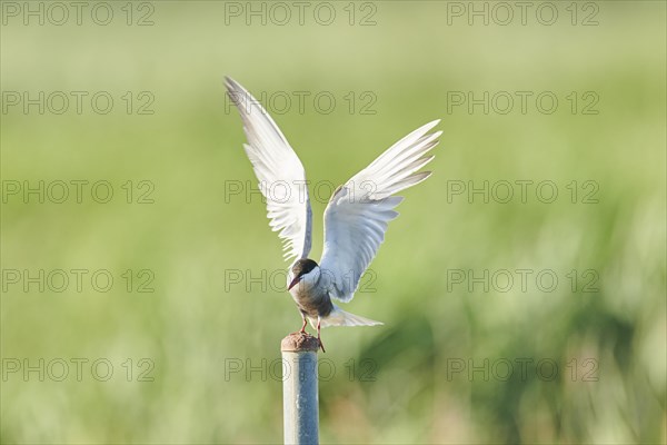 Whiskered tern