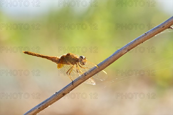 Red-veined darter