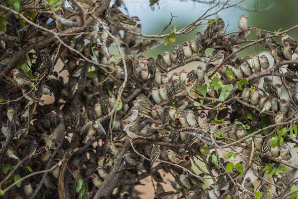 A mega flock of red-billed quelea