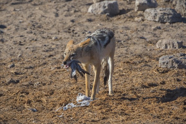 Black-backed jackal