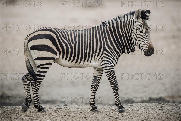 Hartmann's mountain zebra