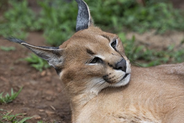 Caracal