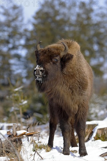 European bison