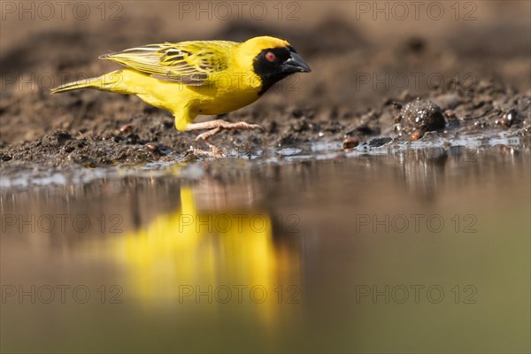 Southern masked weaver