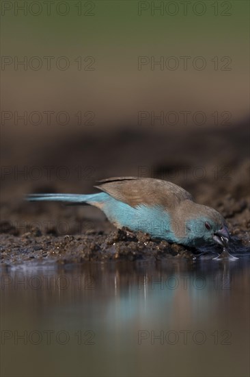 Blue waxbill