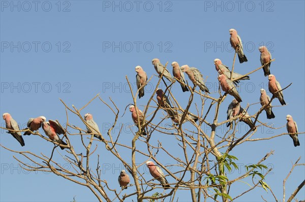 Galahs