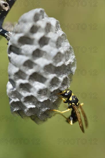 European paper wasp