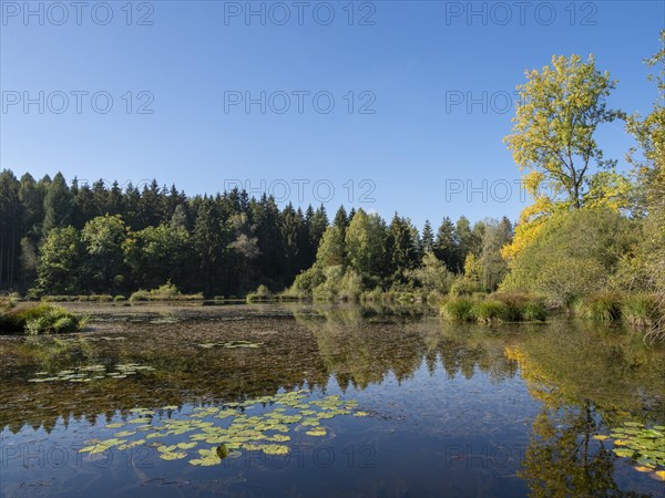 Quiet sunny autumn day at Dingelsdorfer Ried