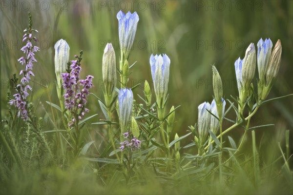 Marsh gentian