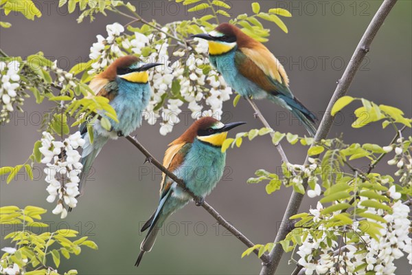 Bee-eater