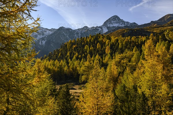 Autumn larch