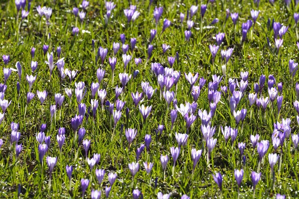 Crocus in the Spring