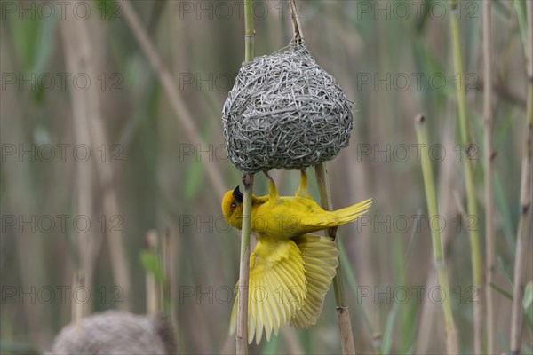 Eastern golden weaver