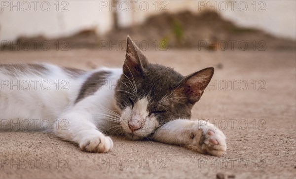 A beautiful kitten lying on the floor