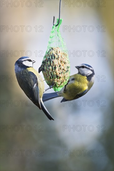 Blue Tit