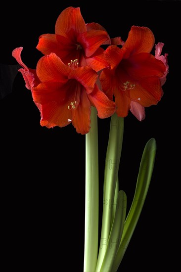 Amaryllis flowers