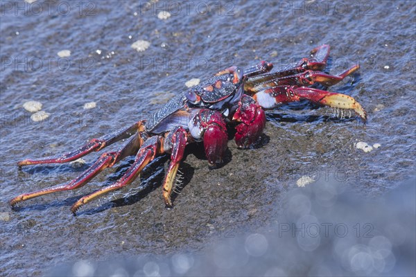 Red rock crab