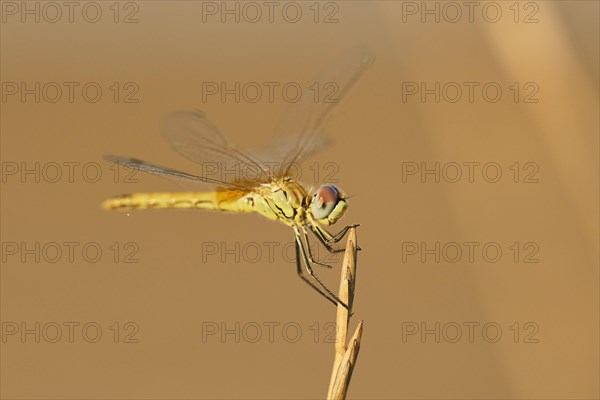 Red-veined darter