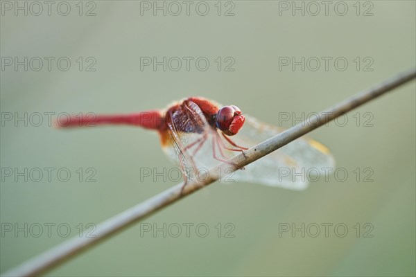 Red-veined darter