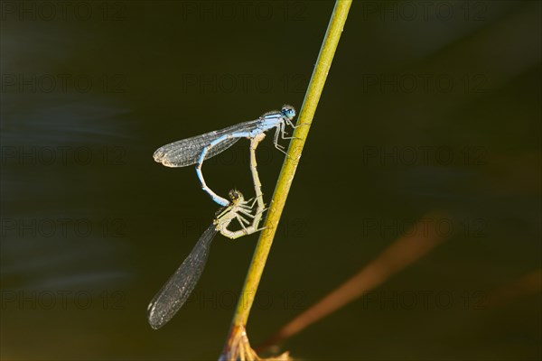 Azure damselfly