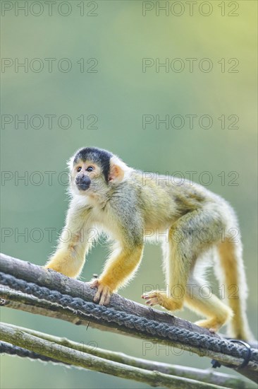 Common squirrel monkey