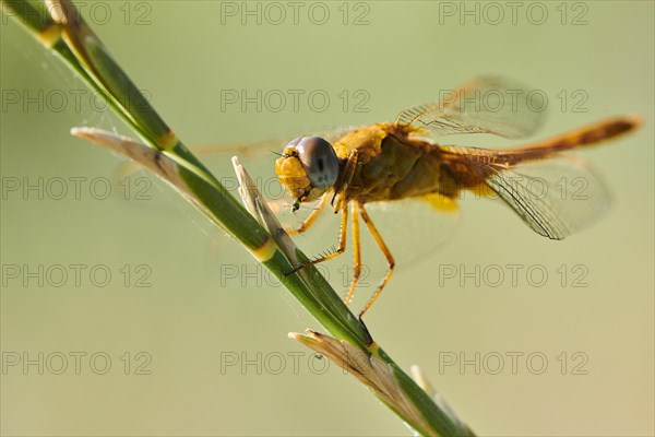 Red-veined darter