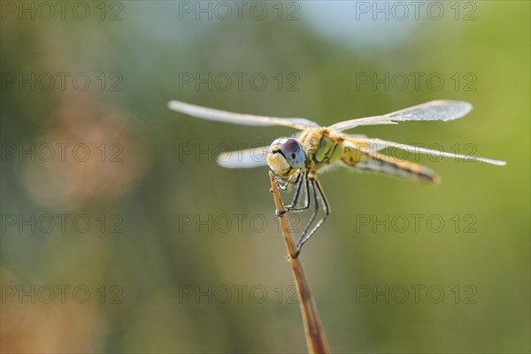 Red-veined darter