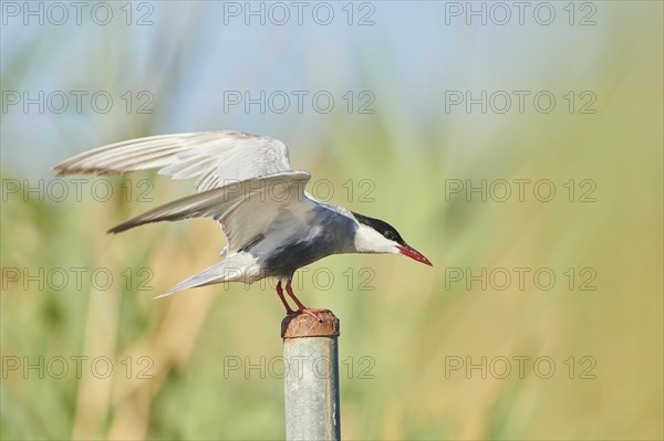 Whiskered tern