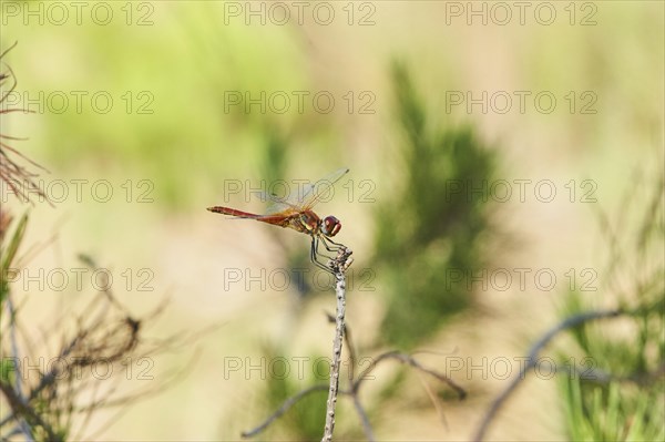 Red-veined darter