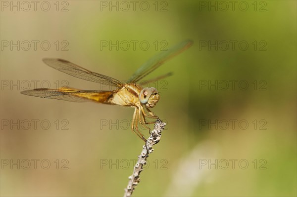 Red-veined darter