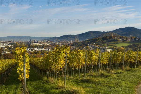 Vineyard in autumn