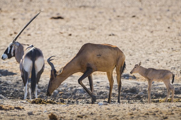 Red hartebeest