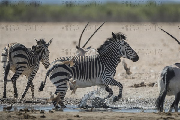 Hartmann's mountain zebra