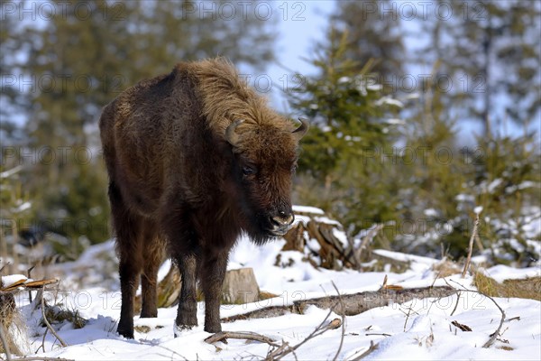 European bison