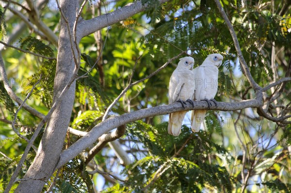 Little corellas