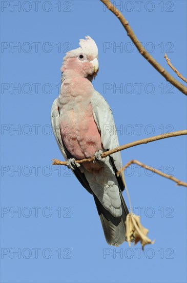 Pink Cockatoo