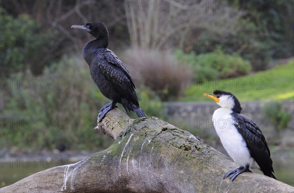 Little black cormorant