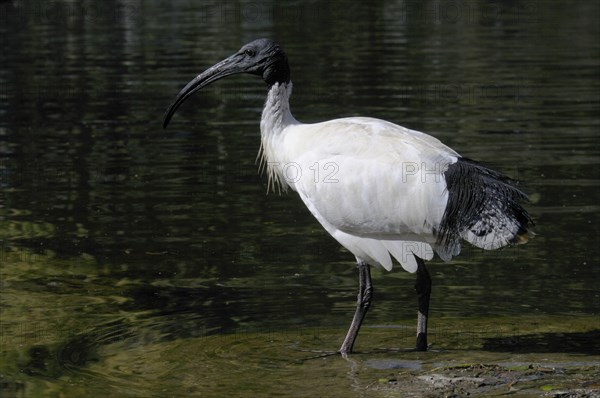 Australian white ibis