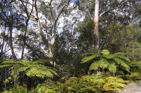 Tree fern