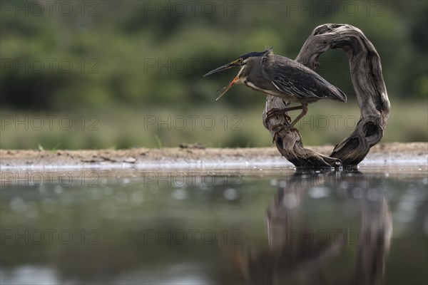 Striated heron