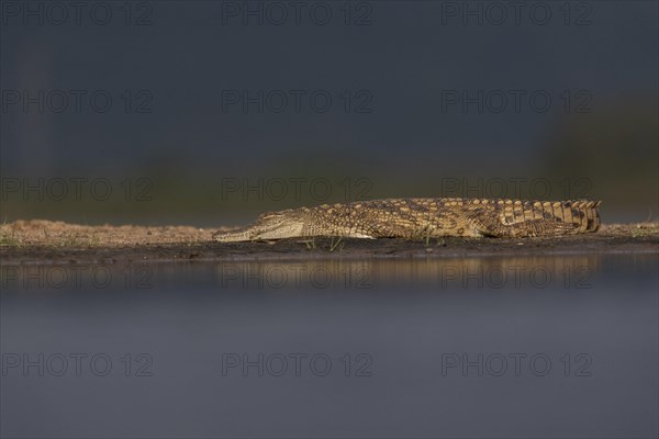 Nile crocodile