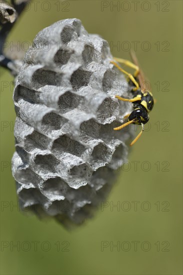 European paper wasp